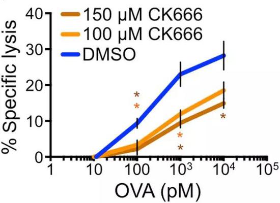 CK666作用下，T细胞对靶细胞裂解能力明显下降